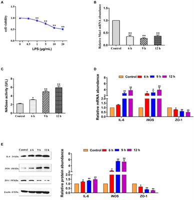 Overexpression of the Mas1 gene mitigated LPS-induced inflammatory injury in mammary epithelial cells by inhibiting the NF-κB/MAPKs signaling pathways